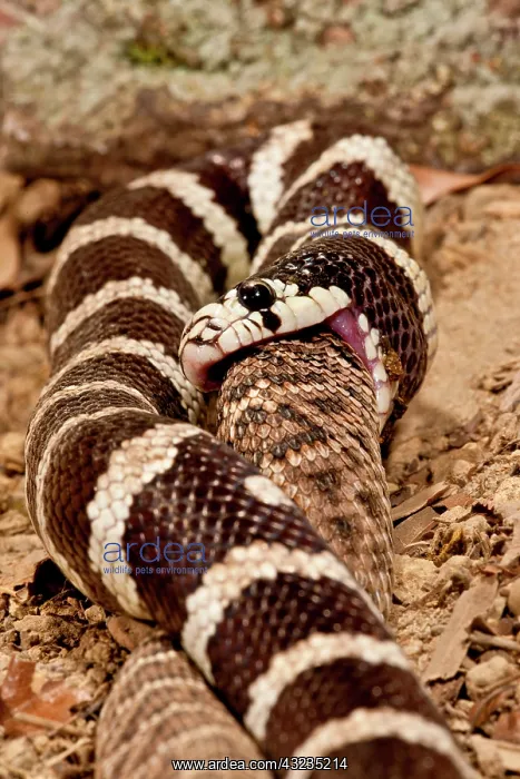 : California Kingsnake eating Western Diamondback : California Kingsnake eating Western Diamondback