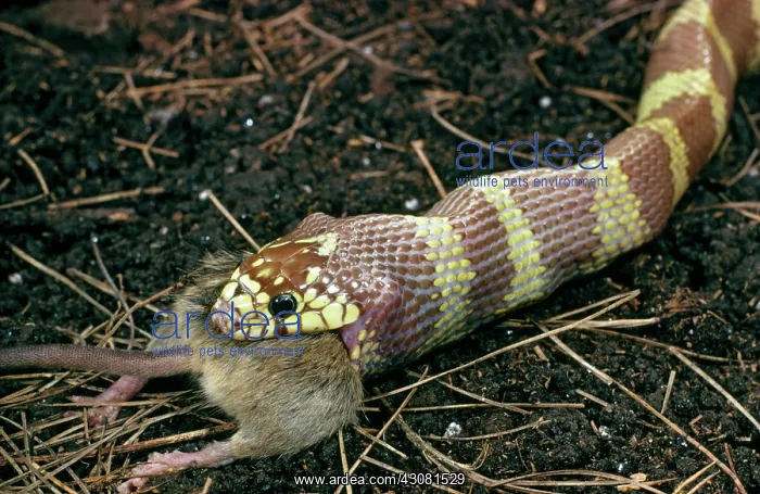 : California Kingsnake Eats Mouse : California Kingsnake Eats Mouse