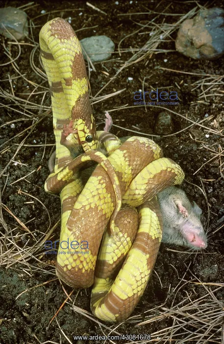 : California Kingsnake Eats Mouse : California Kingsnake Eats Mouse