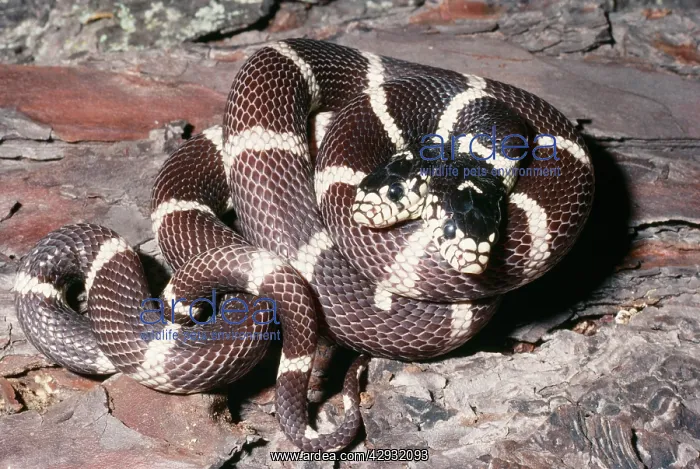 : California Kingsnake - with two heads : California Kingsnake - with two heads