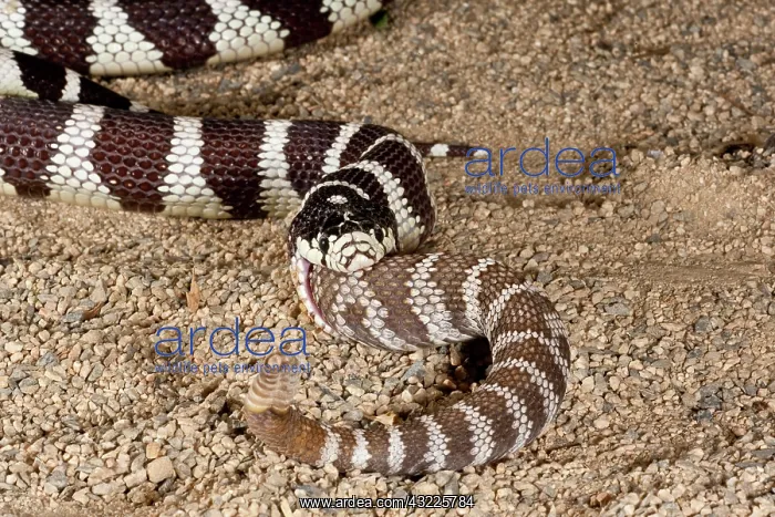 : California Kingsnake (Lampropeltis getula : California Kingsnake (Lampropeltis getula