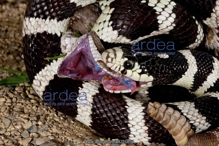 : California Kingsnake (Lampropeltis getula : California Kingsnake (Lampropeltis getula