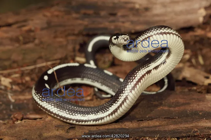 : California Kingsnake (striped phase) : California Kingsnake (striped phase)