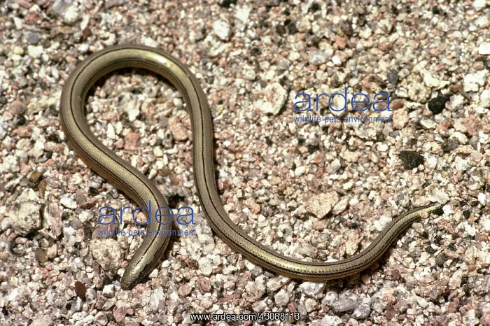 : California Legless Lizard : California Legless Lizard