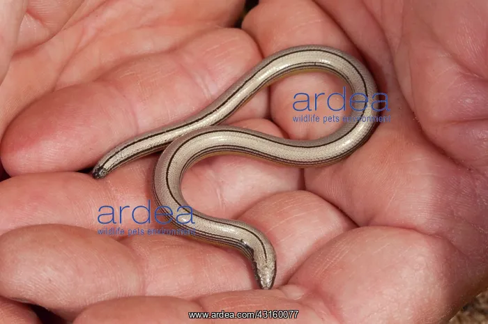: California Legless Lizard : California Legless Lizard