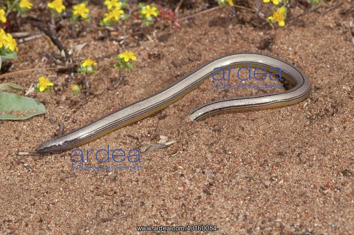 : California Legless Lizard : California Legless Lizard