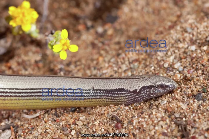  : California Legless Lizard