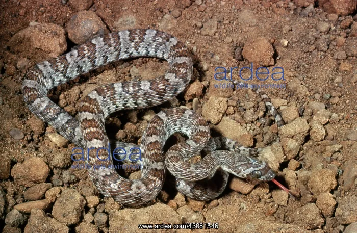 : California Lyre Snake : California Lyre Snake