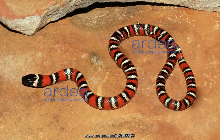 : California Mountain Kingsnake : California Mountain Kingsnake