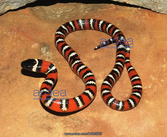 : California Mountain Kingsnake : California Mountain Kingsnake