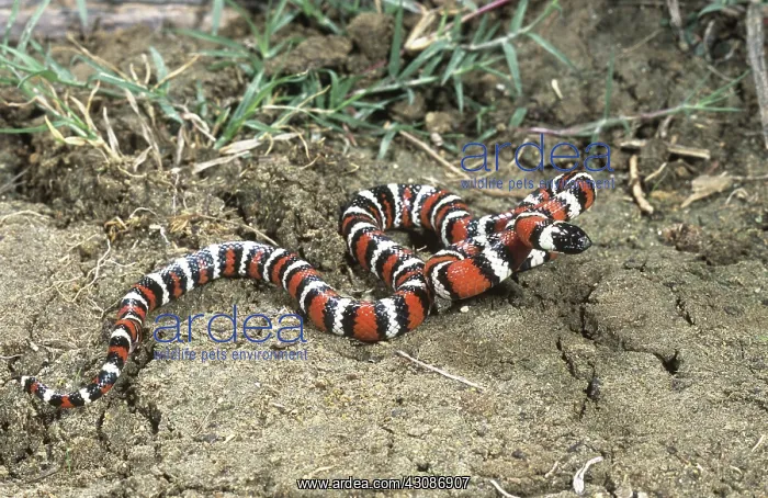 : California Mountain Kingsnake : California Mountain Kingsnake