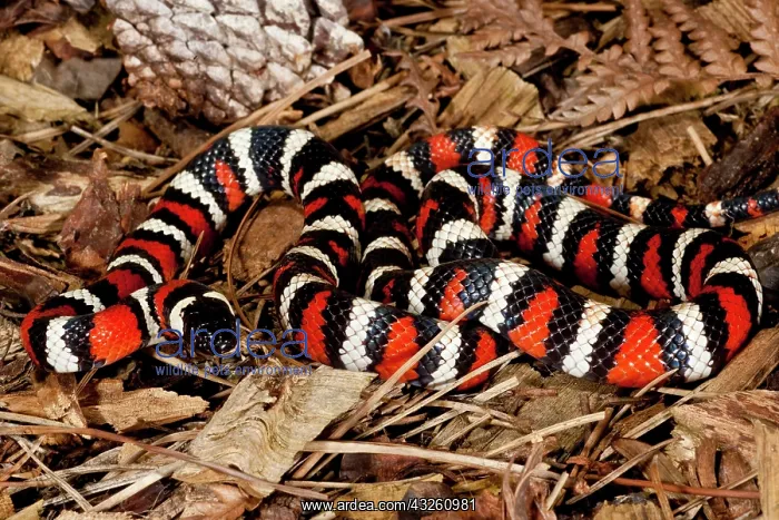 : California Mountain Kingsnake (Lampropeltis : California Mountain Kingsnake (Lampropeltis