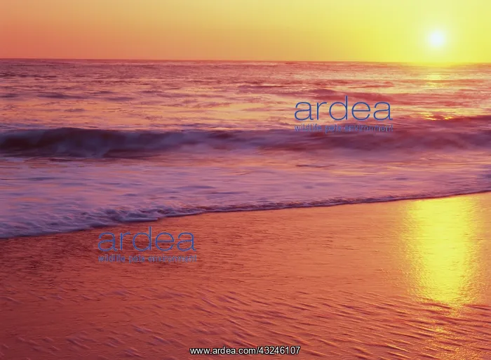 : California, near Santa Cruz, View of beach : California, near Santa Cruz, View of beach