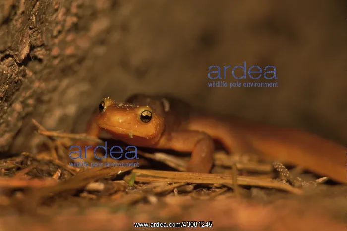 : California Newt : California Newt