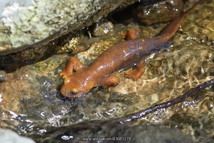 : California Newt : California Newt