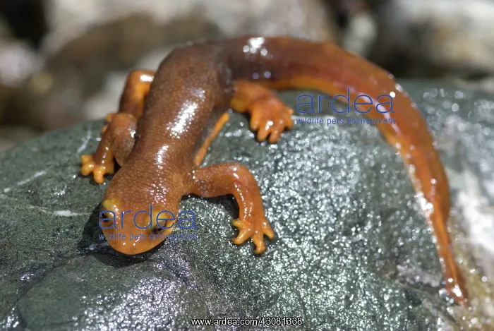 : California Newt : California Newt