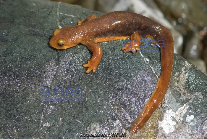 : California Newt : California Newt