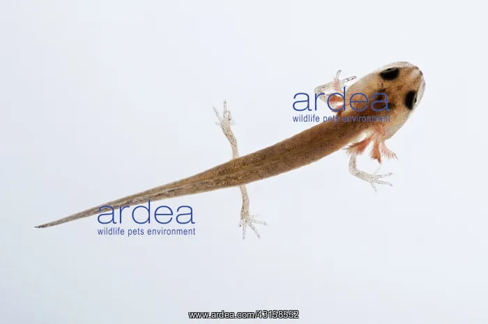 : California Newt : California Newt