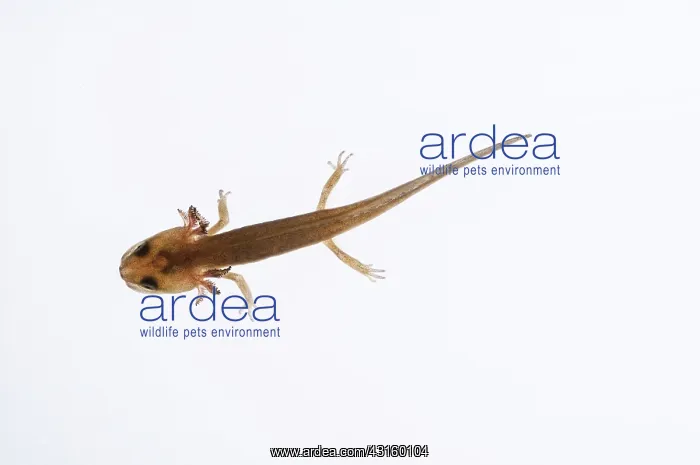 : California Newt : California Newt
