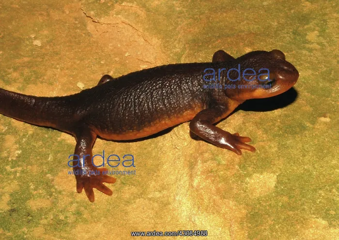 : California Newt (Taricha torosa) : California Newt (Taricha torosa)