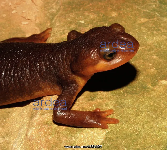 : California Newt (Taricha torosa) : California Newt (Taricha torosa)