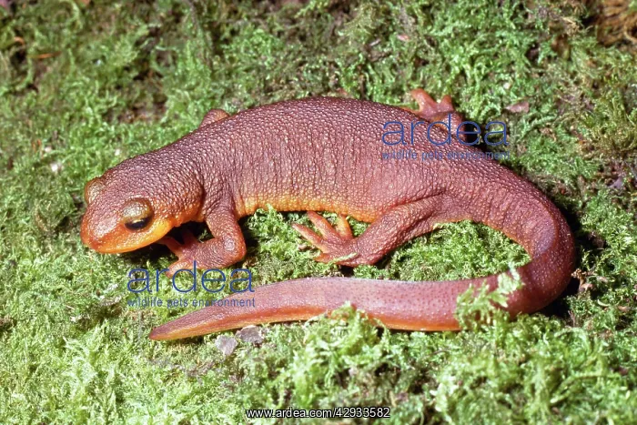 : California Newt - terrestrial stage : California Newt - terrestrial stage