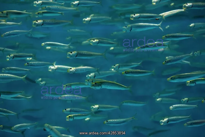 : California Pilchard / Pacific Sardine : California Pilchard / Pacific Sardine