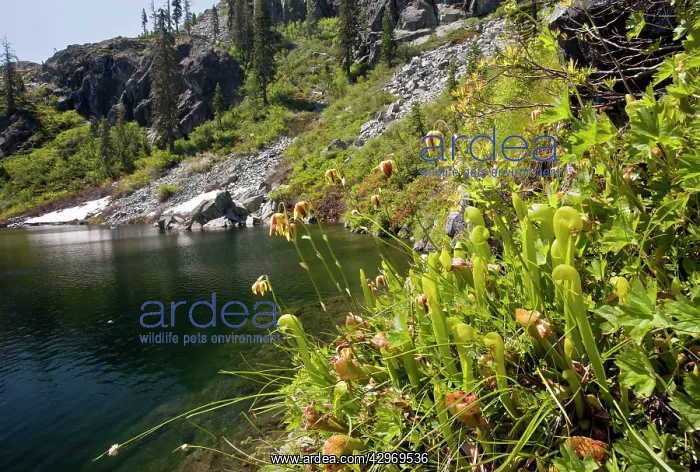 : California Pitcher Plant - in boggy area : California Pitcher Plant - in boggy area