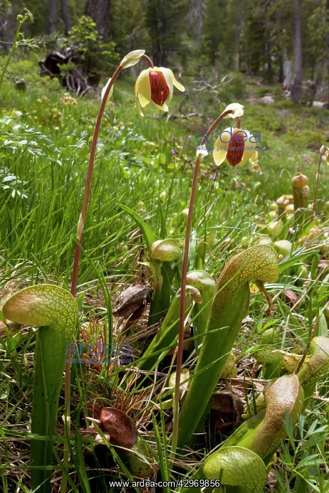 : California Pitcher Plant - in boggy area : California Pitcher Plant - in boggy area
