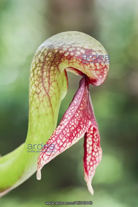 : California pitcher plant or Cobra Lily : California pitcher plant or Cobra Lily