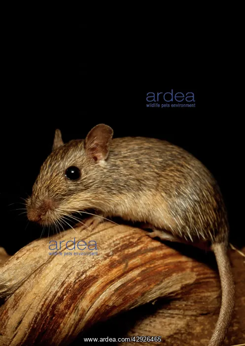 : California Pocket Mouse : California Pocket Mouse