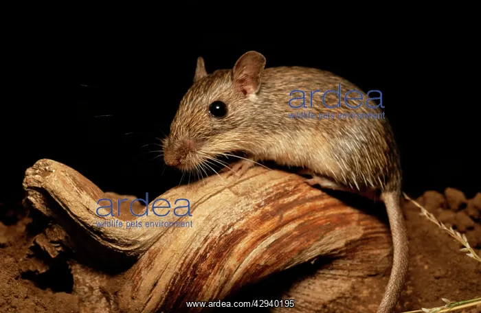 : California Pocket MOUSE : California Pocket MOUSE