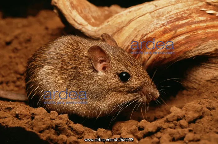 : California Pocket MOUSE - close-up : California Pocket MOUSE - close-up