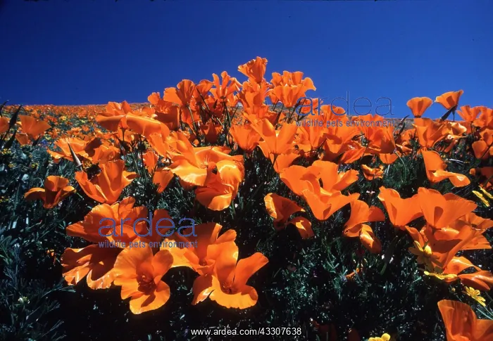 : CALIFORNIA POPPIES : CALIFORNIA POPPIES