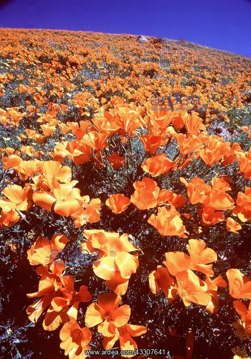 : CALIFORNIA POPPIES : CALIFORNIA POPPIES