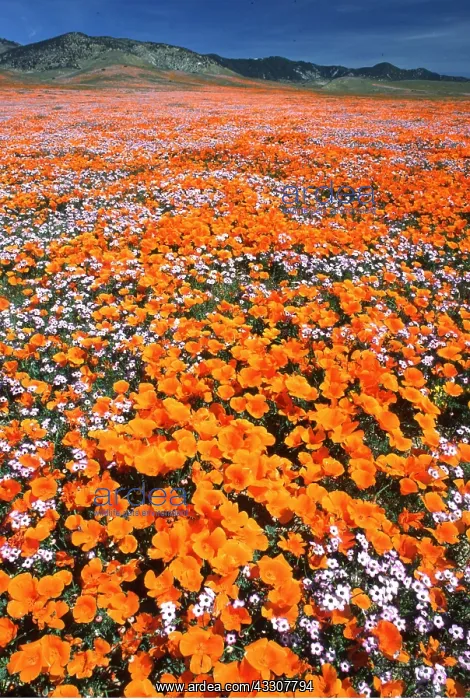 : CALIFORNIA POPPIES : CALIFORNIA POPPIES