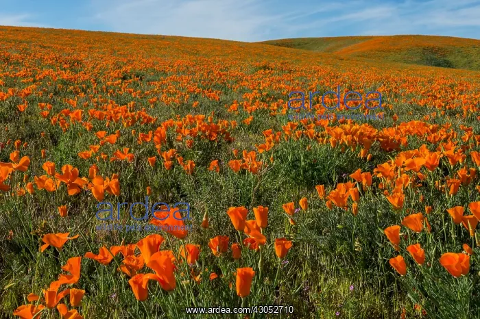 : California poppies cover hills and draws near the : California poppies cover hills and draws near the