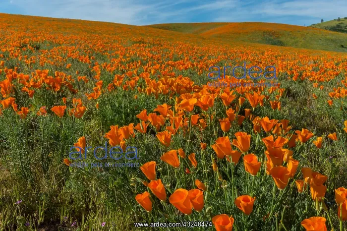 : California poppies cover hills and draws near the : California poppies cover hills and draws near the