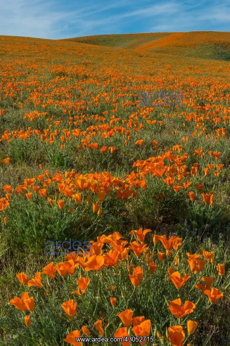 : California poppies cover the rolling hills near : California poppies cover the rolling hills near