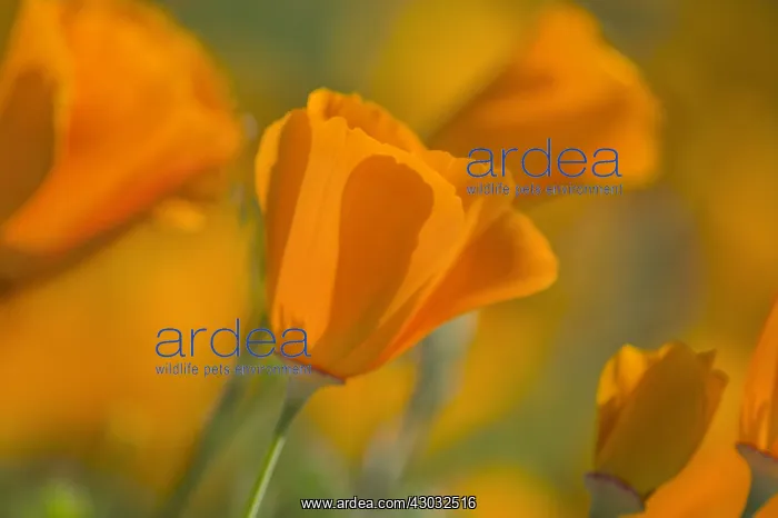 : California Poppies (Eschscholzia californica). California : California Poppies (Eschscholzia californica). California