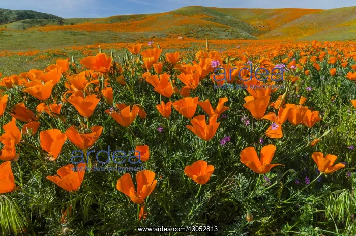 : California poppies along with a few filaree flowers : California poppies along with a few filaree flowers
