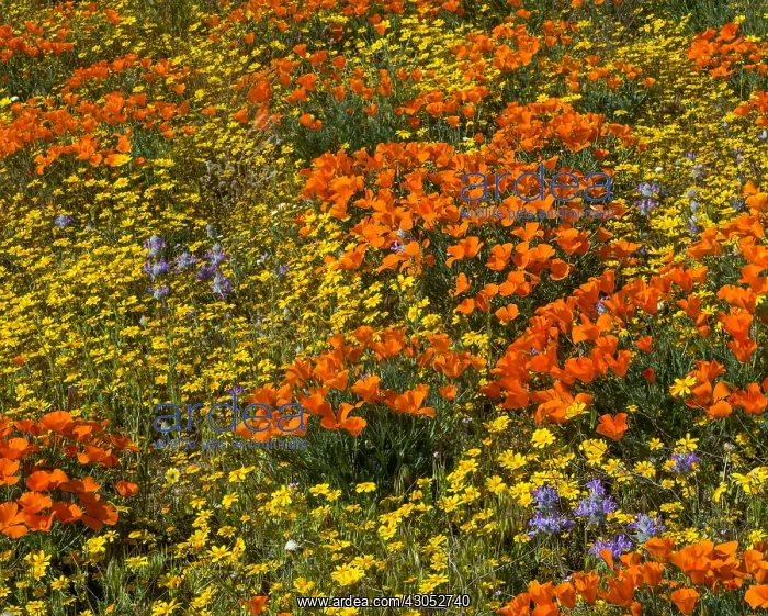 : California Poppies, goldfields and thistle sage : California Poppies, goldfields and thistle sage
