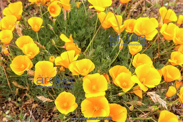  : California Poppies at Point Reyes National