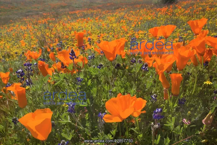 : California Poppies and Yellow Goldfields (Lasthenia : California Poppies and Yellow Goldfields (Lasthenia
