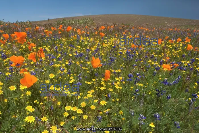 : California Poppies and Yellow Goldfields (Lasthenia : California Poppies and Yellow Goldfields (Lasthenia