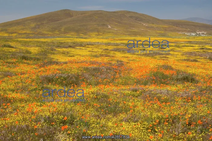 : California Poppies and Yellow Goldfields (Lasthenia : California Poppies and Yellow Goldfields (Lasthenia