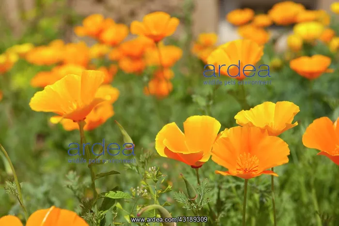 : California Poppy (Eschscholzia californica) : California Poppy (Eschscholzia californica)