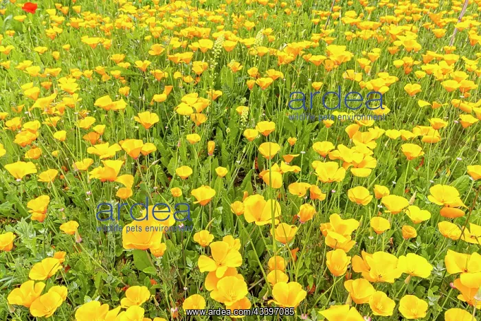 : California poppy, Eschscholzia californica, flowers : California poppy, Eschscholzia californica, flowers