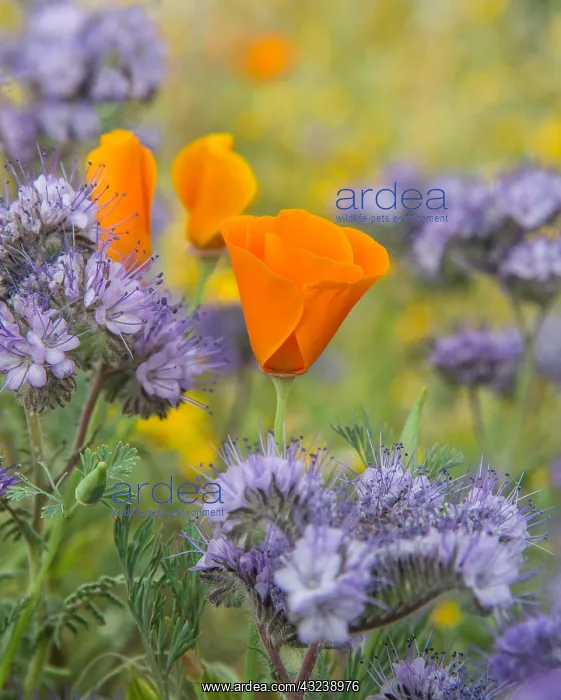 : California Poppy (Eschscholzia californica) growing : California Poppy (Eschscholzia californica) growing