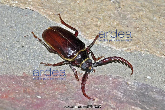: California Prionus : California Prionus